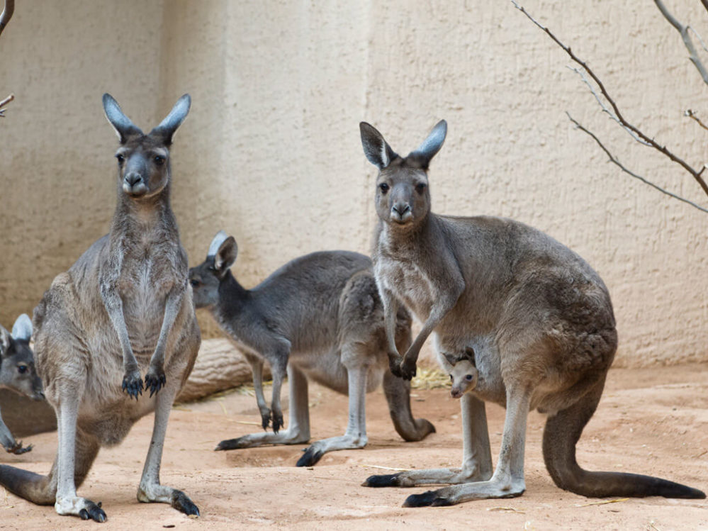 visit-walter-zoo