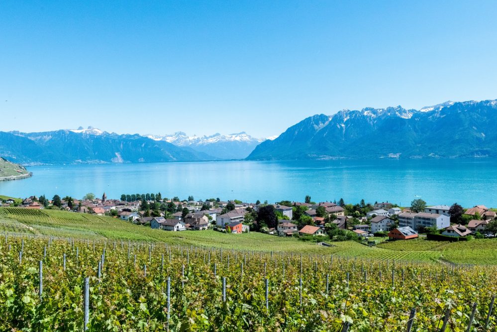 lavaux-vineyards