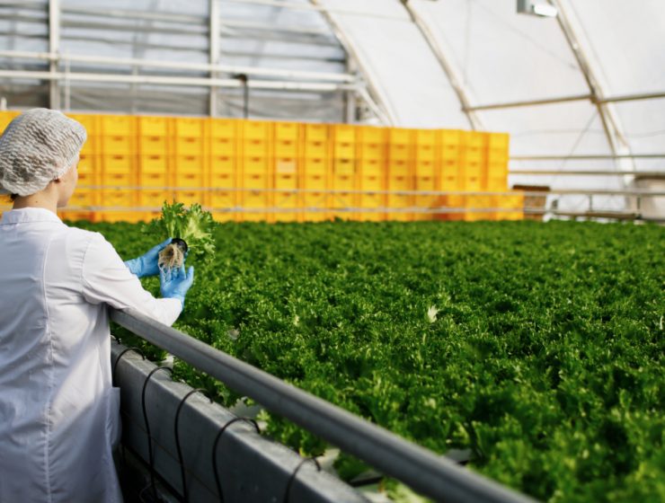 what-is-an-agronomist