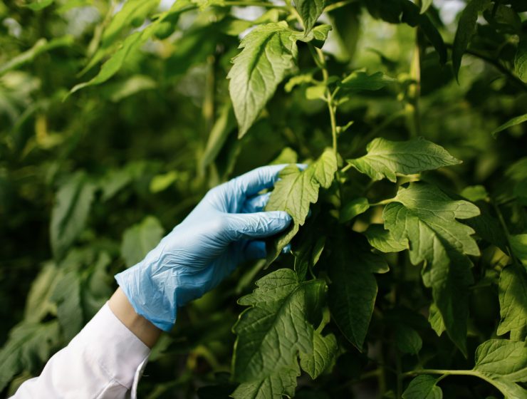 Which-Career-Combines-DNA-Technology-and-Agriculture