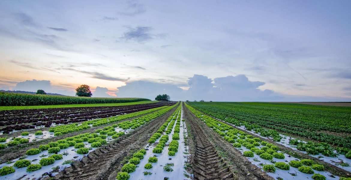 what-can-you-do-with-an-agriculture-degree