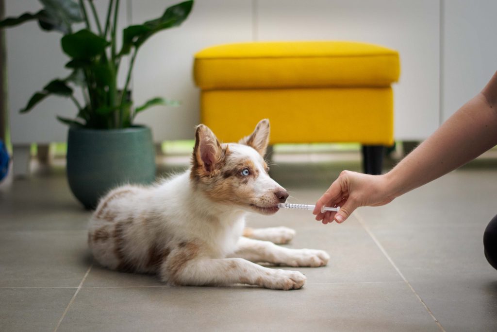 Differences Between A Vet Tech And Vet Assistant Studying In Switzerland   Ayla Verschueren NWKMtmbpxQs Unsplash 1024x683 